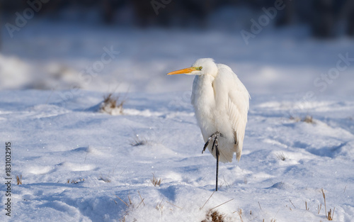 Great egret stands in the snow, Ardea alba, winter in Europe