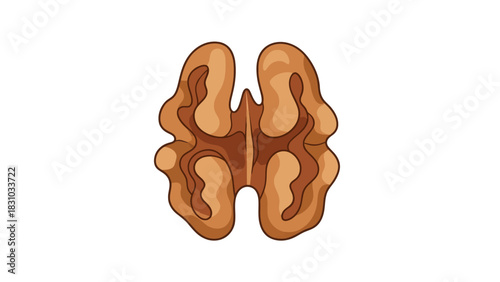 A graphic illustration of a walnut half on a white background