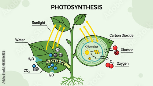 Diagram illustrating the process of photosynthesis in a plant