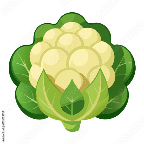 Fresh Cauliflower Illustration