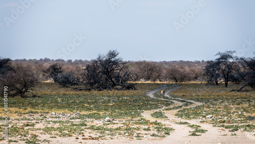 schöner Etosha Nationalpark
