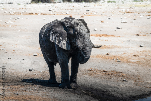 schöner Etosha Nationalpark