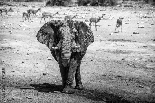 schöner Etosha Nationalpark