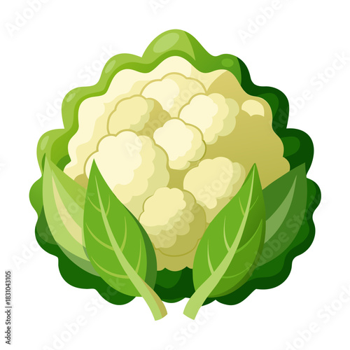 Fresh Cauliflower Vegetable Illustration