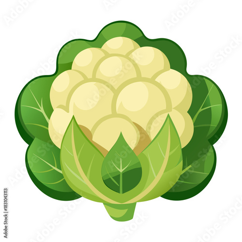 Fresh Cauliflower Illustration