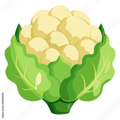 Cartoon Cauliflower Head