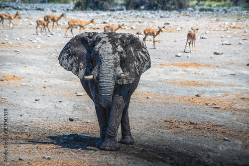 schöner Etosha Nationalpark
