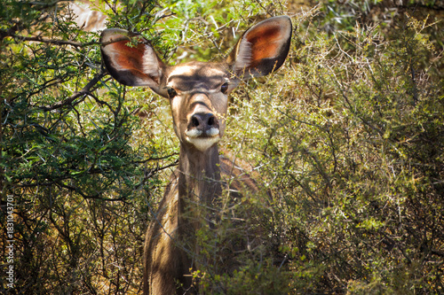 Female kudu deer staring at camera