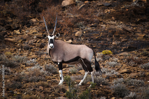 African gemsbok in rocky terrain