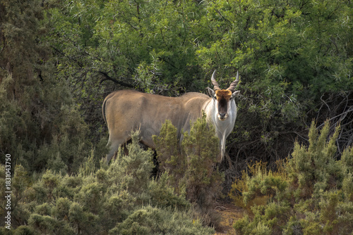 Eland bull in bushes