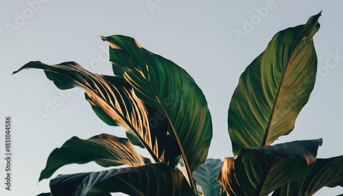Green Tropical Leaves with Morning Sunlight and Clear Sky Background