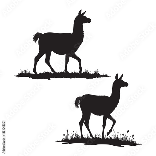 Gentle llama silhouette walking slowly across bright white scenic background