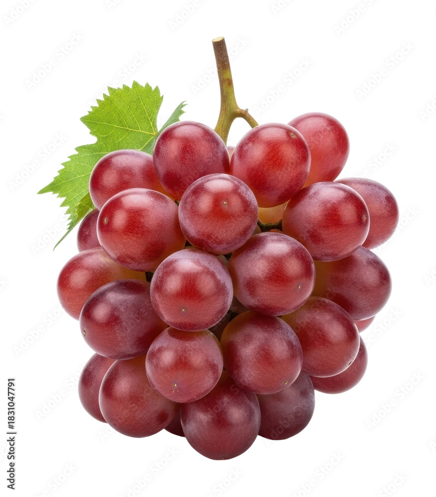 Fototapeta premium Harvesting red grapes vineyard food natural light isolated on transparent background