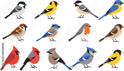 Colorful songbird illustration set featuring garden and forest birds, small perched wildlife species, and cute avian characters in flat vector style