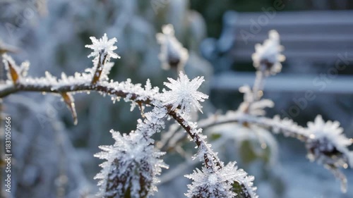 Frozen rosebuds and foliage with a frosty bench in the background
