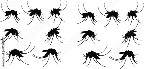 Mosquito silhouette illustration, mirrored insects, black vector bugs, entomology study, disease carriers, grid pattern, nature design, educational graphic