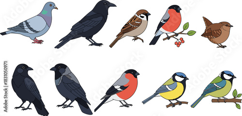 Garden and forest bird illustration set featuring pigeon, crow, sparrow, bullfinch, titmouse, and wren perched in colorful flat vector wildlife style