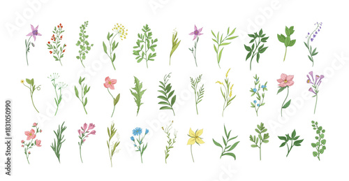 Floral set with colorful wild flowers and elegant branch. Botanical foliage for wedding invitation or wall art. Vector illustration