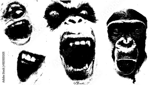 Gorilla faces with expressive screaming illustration. Bold black and white vector art set showcasing distinct features and emotions.