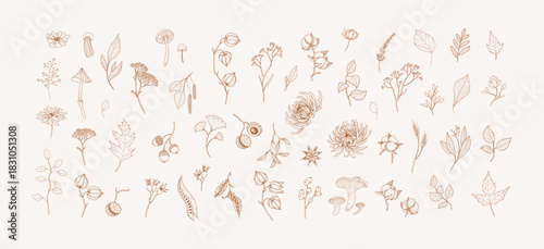 Autumn set of different seasonal brunch of plants and fall leaves, mushrooms and berries. Delicate and elegant botanical design elements