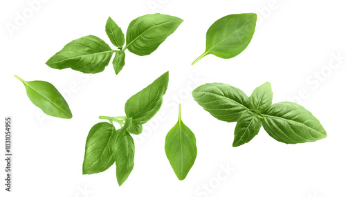 Fresh green basil leaves on white background, collage