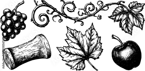 Grapes, apple, and leaves in a black and white vector illustration. Vintage botanical set showcasing natural elements for artistic use.