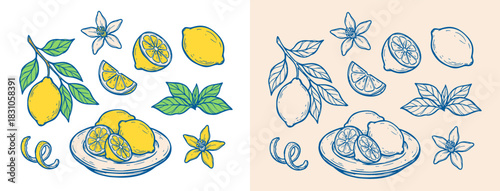 Handdrawn lemon doodle vector set for mediterranean coastal decor. Detailed fruit sketch vector collection perfect for aesthetic food menu design.