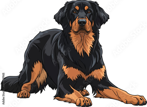 Hovawart dog crouched alert focused action stance