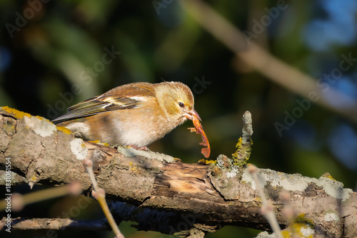 Common Chiffchaff perched on a branch in the morning light