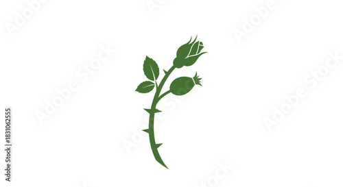 Elegant Green Rose Branch Silhouette with Bud Leaves Thorny Stem and Rose Hip Illustration Vector