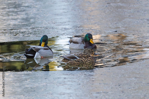 Mallard ducks on the surface of a frozen lake