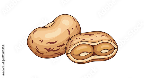 Detailed illustration of two pinto beans one whole and another split open revealing the inner structure.