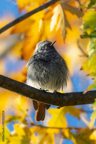 Black Redstart perched on a branch in the morning light