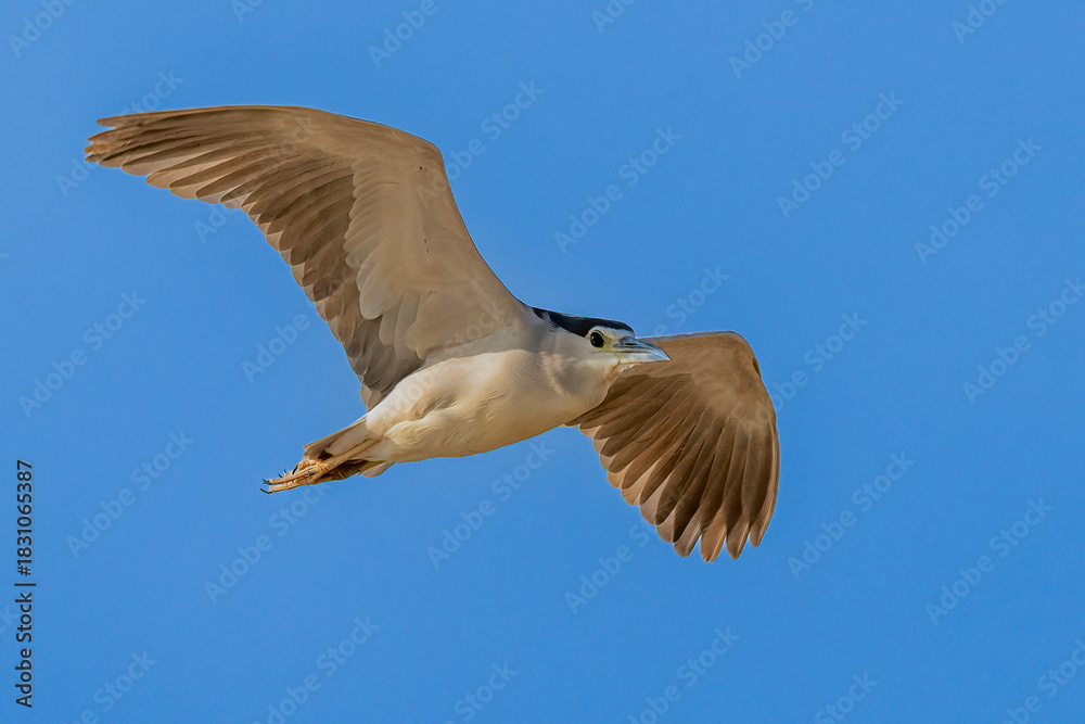 Fototapeta premium The Black crowned Night Heron lives freely in nature