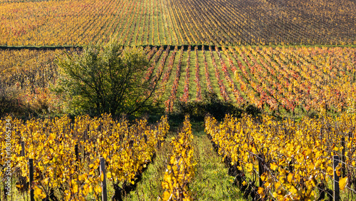 paysage de vignes en automne, vignoble aux couleurs automnales, viticulture, feuillage coloré de ceps de vigne, Bourgogne, Côte d'Or, Corton Charlemagne, Aloxe Corton, grands crus, vin blanc