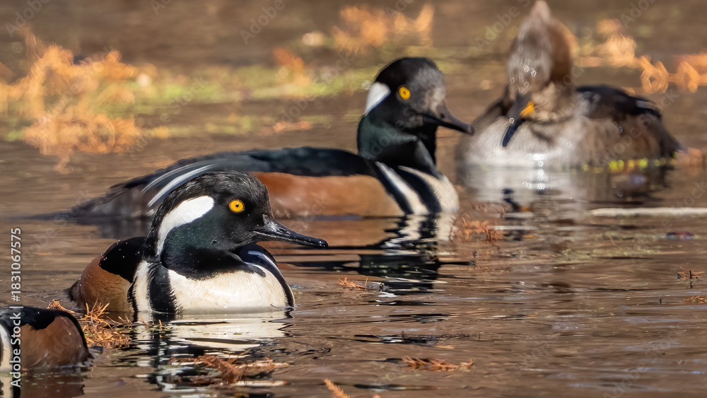 Fototapeta premium Hooded merganser in the pond
