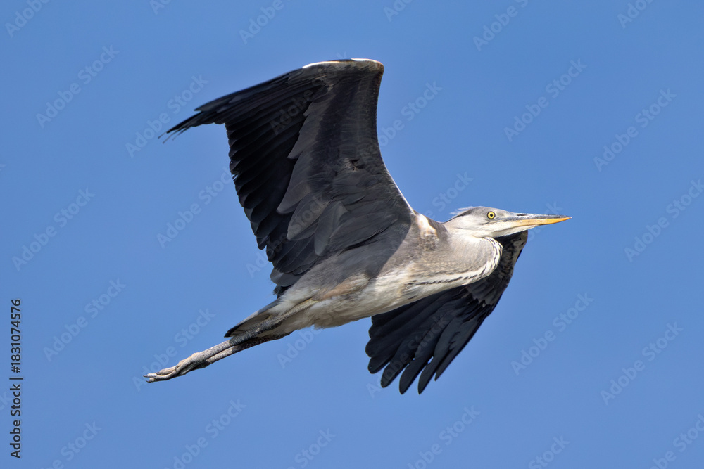 Fototapeta premium Grey Heron (Ardea cinerea) - Common in wetlands rivers and lakes across Europe and Asia