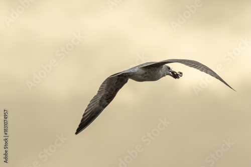 Canvas Print Herring Gull (Larus argentatus) - Common along coasts and urban shorelines acros
