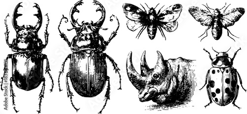 Vintage engraving set of bugs and insects: beetles, moths, and a ladybug. Black outline drawing featuring detailed insect vector illustrations.