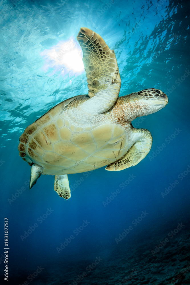 Obraz premium Tortuga nadando en el azul de Tenerife