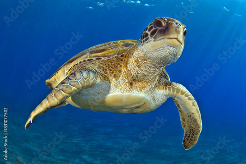 Tortuga nadando en el azul de Tenerife