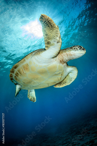 Tortuga nadando en el azul de Tenerife