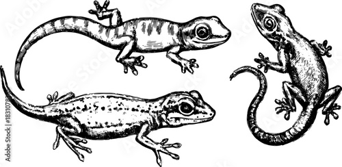 Vintage hand-drawn illustration of gecko and lizard reptiles. Monochrome vector artwork set showcasing ecological details and structures in nature.