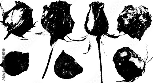Dried rose flowers in black and white. Monochrome vector illustration set displaying contrasting textures and elegant shapes.
