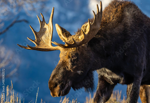 Close-up of Large Moose