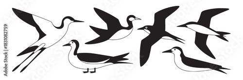 Illustration of various black and white birds in different poses isolated on a white background