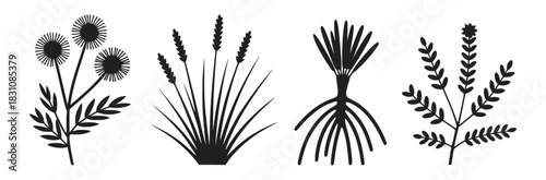 Four plant illustrations in black and white showcasing different botanical elements and plant structures