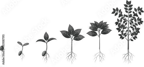Complete lifecycle stages of a deciduous tree from a single seed to a mature sapling, showing root development and leaf growth, detailed vector illustration.