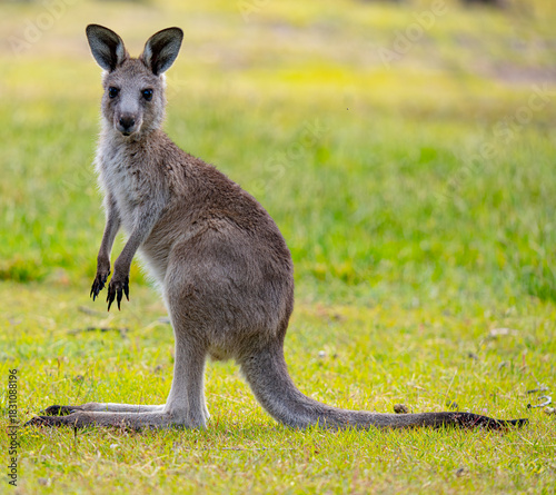 Young kangaroo side view