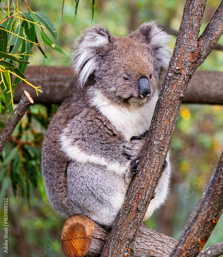 Photography koala in tree